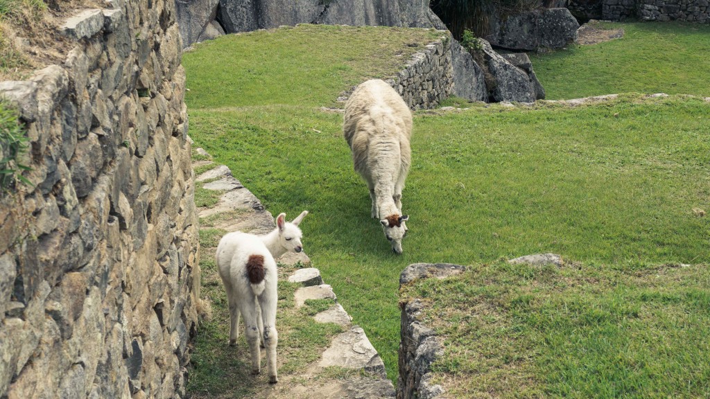 Lamas Machu Picchu