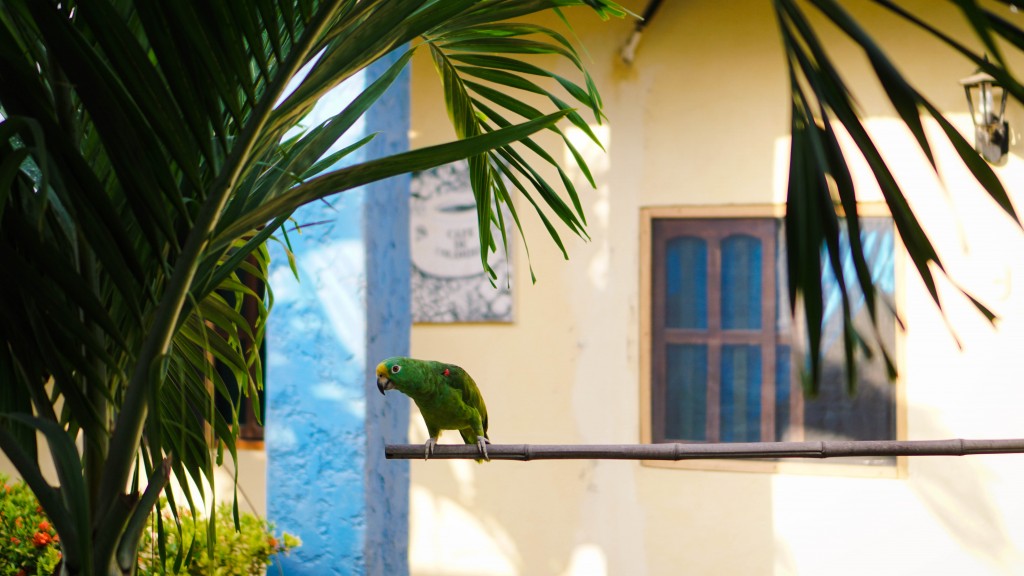 Cartagena, Papagei